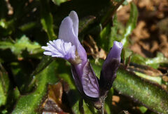 Polygala venulosa