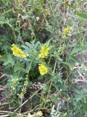 Melilotus officinalis