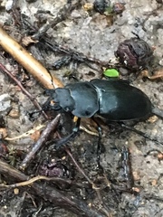 Lucanus maculifemoratus