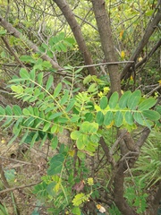 Senna sulfurea