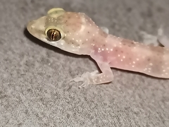 Hemidactylus turcicus