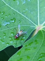 Cholomyia inaequipes