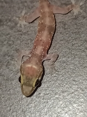 Hemidactylus turcicus