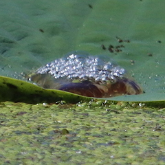 Erythemis simplicicollis