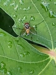 Cholomyia inaequipes