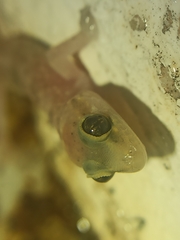 Hemidactylus turcicus