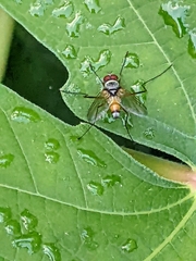 Cholomyia inaequipes