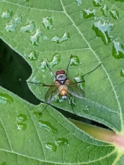 Cholomyia inaequipes