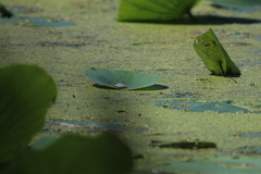 Erythemis simplicicollis