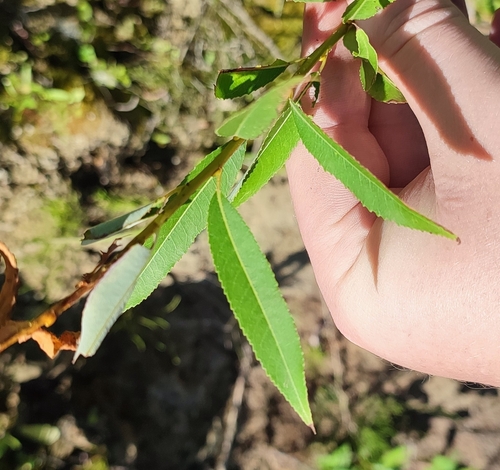 Almond willow (Salix triandra)