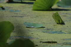 Erythemis simplicicollis