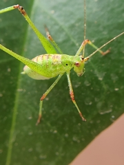 Phaneroptera nana