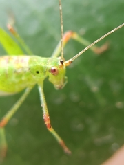 Phaneroptera nana