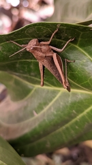 Abracris flavolineata