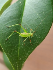 Phaneroptera nana