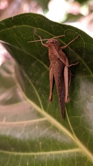 Abracris flavolineata