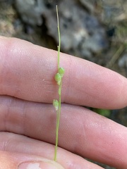 Dichanthelium xanthophysum