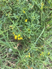 Melilotus officinalis