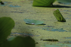 Erythemis simplicicollis