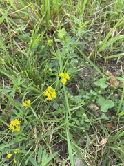 Melilotus officinalis