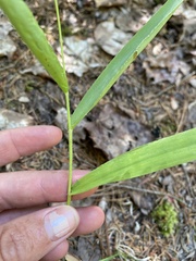 Dichanthelium xanthophysum