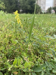 Melilotus officinalis