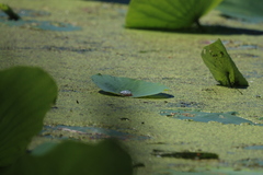 Erythemis simplicicollis