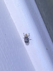 Euparius marmoreus