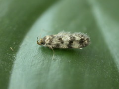 Oecophorinae