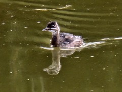 Tachybaptus dominicus