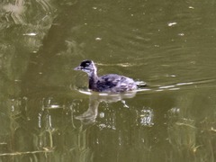 Tachybaptus dominicus