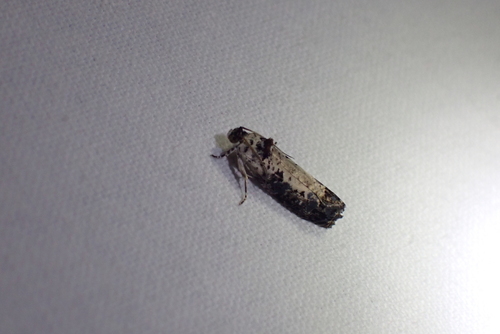 White-backed Marble, Montageweg, 3433 Nieuwegein, Nederland, photo 7 of 10