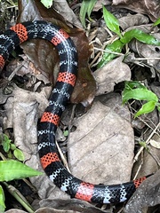 Micrurus ancoralis