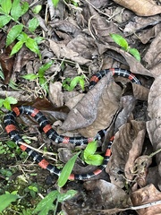 Micrurus ancoralis