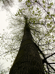 Quercus castaneifolia