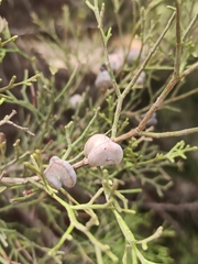 Tetraclinis articulata