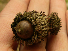 Quercus castaneifolia