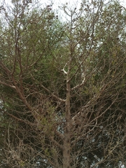 Tetraclinis articulata