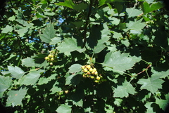 Crataegus