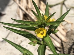 Ludwigia epilobioides