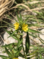 Ludwigia epilobioides