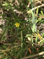 Ludwigia epilobioides