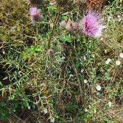 Cirsium