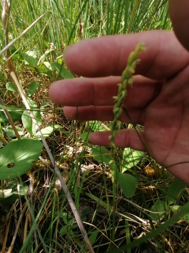Herminium monorchis iNat (2)