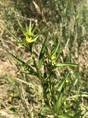 Ludwigia epilobioides