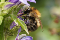 Bombus pascuorum