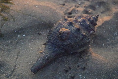 Clibanarius infraspinatus