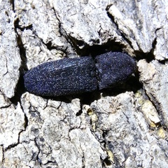Lacon punctatus