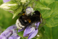 Bombus