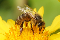 Apis mellifera